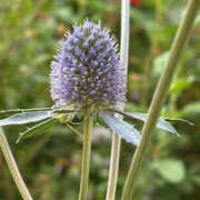 ヒメ日記 2025/06/10 13:08 投稿 ゆりこ TSUBAKI（水戸）