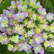 ヒメ日記 2025/06/13 10:34 投稿 ゆりこ TSUBAKI（水戸）