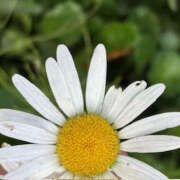 ヒメ日記 2025/06/13 18:56 投稿 ゆりこ TSUBAKI（水戸）