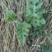 ヒメ日記 2025/06/16 01:29 投稿 ゆりこ TSUBAKI（水戸）