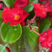 ヒメ日記 2025/06/16 01:56 投稿 ゆりこ TSUBAKI（水戸）