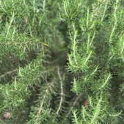 ヒメ日記 2025/06/16 10:56 投稿 ゆりこ TSUBAKI（水戸）