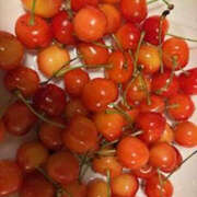 ヒメ日記 2025/06/27 09:26 投稿 ゆりこ TSUBAKI（水戸）