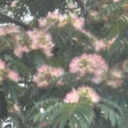 ヒメ日記 2025/06/27 13:53 投稿 ゆりこ TSUBAKI（水戸）