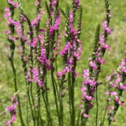 ヒメ日記 2025/06/29 03:03 投稿 ゆりこ TSUBAKI（水戸）