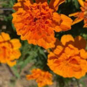 ヒメ日記 2025/06/29 03:22 投稿 ゆりこ TSUBAKI（水戸）