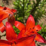 ヒメ日記 2025/06/30 09:07 投稿 ゆりこ TSUBAKI（水戸）