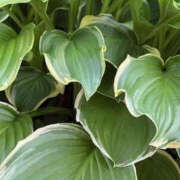 ヒメ日記 2025/07/04 21:14 投稿 ゆりこ TSUBAKI（水戸）