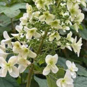 ヒメ日記 2025/07/05 19:46 投稿 ゆりこ TSUBAKI（水戸）