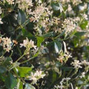 ヒメ日記 2025/07/06 13:06 投稿 ゆりこ TSUBAKI（水戸）