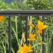 ヒメ日記 2025/07/11 19:27 投稿 ゆりこ TSUBAKI（水戸）