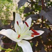 ヒメ日記 2025/07/18 13:06 投稿 ゆりこ TSUBAKI（水戸）