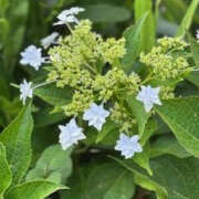 ヒメ日記 2025/07/19 11:31 投稿 ゆりこ TSUBAKI（水戸）