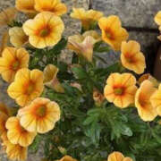 ヒメ日記 2025/07/20 12:03 投稿 ゆりこ TSUBAKI（水戸）