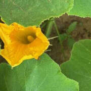 ヒメ日記 2025/07/20 12:16 投稿 ゆりこ TSUBAKI（水戸）