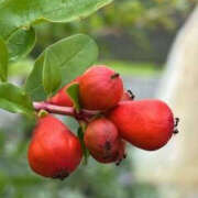 ヒメ日記 2025/07/28 18:41 投稿 ゆりこ TSUBAKI（水戸）