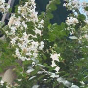 ヒメ日記 2025/07/31 13:06 投稿 ゆりこ TSUBAKI（水戸）