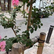 ヒメ日記 2025/08/02 12:12 投稿 ゆりこ TSUBAKI（水戸）