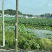 ヒメ日記 2025/08/06 07:29 投稿 ゆりこ TSUBAKI（水戸）