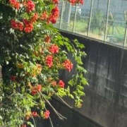 ヒメ日記 2025/08/06 13:25 投稿 ゆりこ TSUBAKI（水戸）