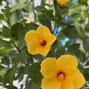 ヒメ日記 2025/08/06 18:49 投稿 ゆりこ TSUBAKI（水戸）