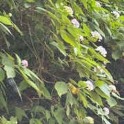 ヒメ日記 2025/08/31 06:44 投稿 ゆりこ TSUBAKI（水戸）