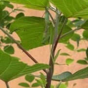 ヒメ日記 2025/09/05 08:29 投稿 ゆりこ TSUBAKI（水戸）