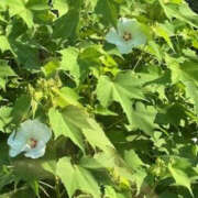 ヒメ日記 2025/09/05 08:49 投稿 ゆりこ TSUBAKI（水戸）