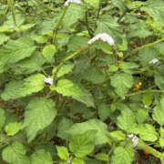 ヒメ日記 2025/09/10 07:29 投稿 ゆりこ TSUBAKI（水戸）