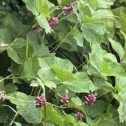 ヒメ日記 2025/09/20 14:33 投稿 ゆりこ TSUBAKI（水戸）