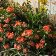 ヒメ日記 2025/09/20 17:13 投稿 ゆりこ TSUBAKI（水戸）