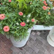 ヒメ日記 2025/09/28 06:41 投稿 ゆりこ TSUBAKI（水戸）