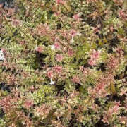 ヒメ日記 2025/10/14 08:51 投稿 ゆりこ TSUBAKI（水戸）