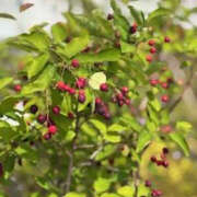 ヒメ日記 2025/10/24 19:40 投稿 ゆりこ TSUBAKI（水戸）