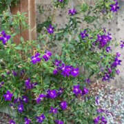 ヒメ日記 2025/10/27 09:29 投稿 ゆりこ TSUBAKI（水戸）