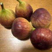 ヒメ日記 2025/11/06 07:06 投稿 ゆりこ TSUBAKI（水戸）