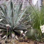 ヒメ日記 2025/11/12 09:34 投稿 ゆりこ TSUBAKI（水戸）