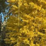 ヒメ日記 2025/11/17 17:02 投稿 ゆりこ TSUBAKI（水戸）