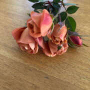 ヒメ日記 2025/11/21 11:44 投稿 ゆりこ TSUBAKI（水戸）