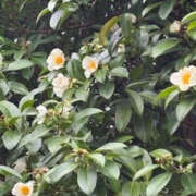 ヒメ日記 2025/11/24 17:36 投稿 ゆりこ TSUBAKI（水戸）