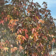 ヒメ日記 2025/11/25 11:48 投稿 ゆりこ TSUBAKI（水戸）