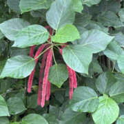 ヒメ日記 2025/11/26 08:53 投稿 ゆりこ TSUBAKI（水戸）