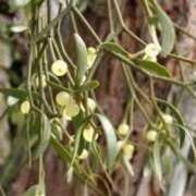 ヒメ日記 2025/12/04 16:44 投稿 ゆりこ TSUBAKI（水戸）