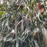 ヒメ日記 2025/12/08 08:54 投稿 ゆりこ TSUBAKI（水戸）