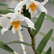 ヒメ日記 2025/12/10 07:33 投稿 ゆりこ TSUBAKI（水戸）