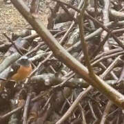 ヒメ日記 2025/12/24 14:43 投稿 ゆりこ TSUBAKI（水戸）