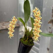 ヒメ日記 2026/01/04 12:42 投稿 ゆりこ TSUBAKI（水戸）