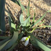 ヒメ日記 2026/02/19 15:46 投稿 ゆりこ TSUBAKI（水戸）