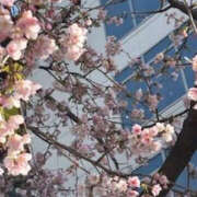 ヒメ日記 2026/03/01 14:37 投稿 ゆりこ TSUBAKI（水戸）