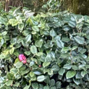 ヒメ日記 2026/03/06 08:30 投稿 ゆりこ TSUBAKI（水戸）